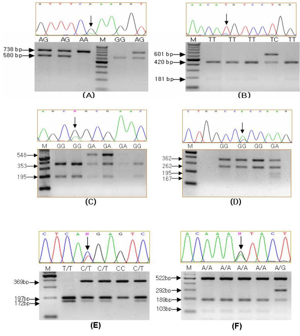 PCR-RFLP patterns of four SNPs among the different candidate genes.