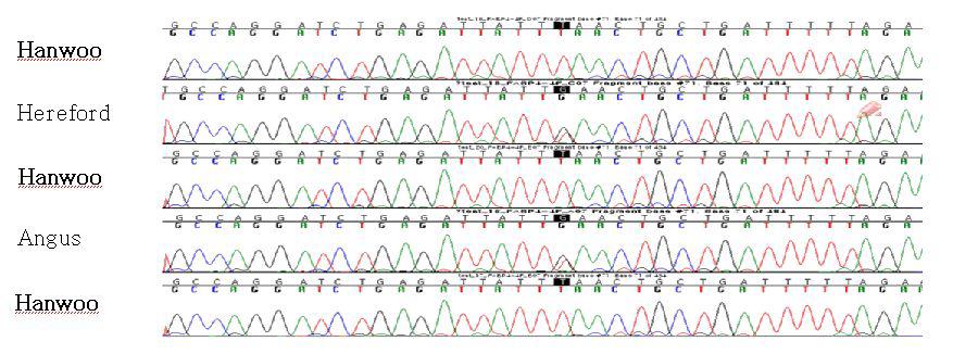 Sequencing result of FASN in 3 cattle breeds.