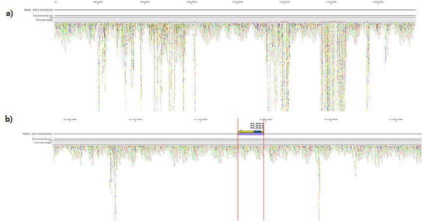 Split view for BTA14 read mapping a) All contig view; b) PLAG1 gene location