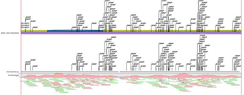 Discovery of all candidate SNPs from Hanwoo PLAG1 gene