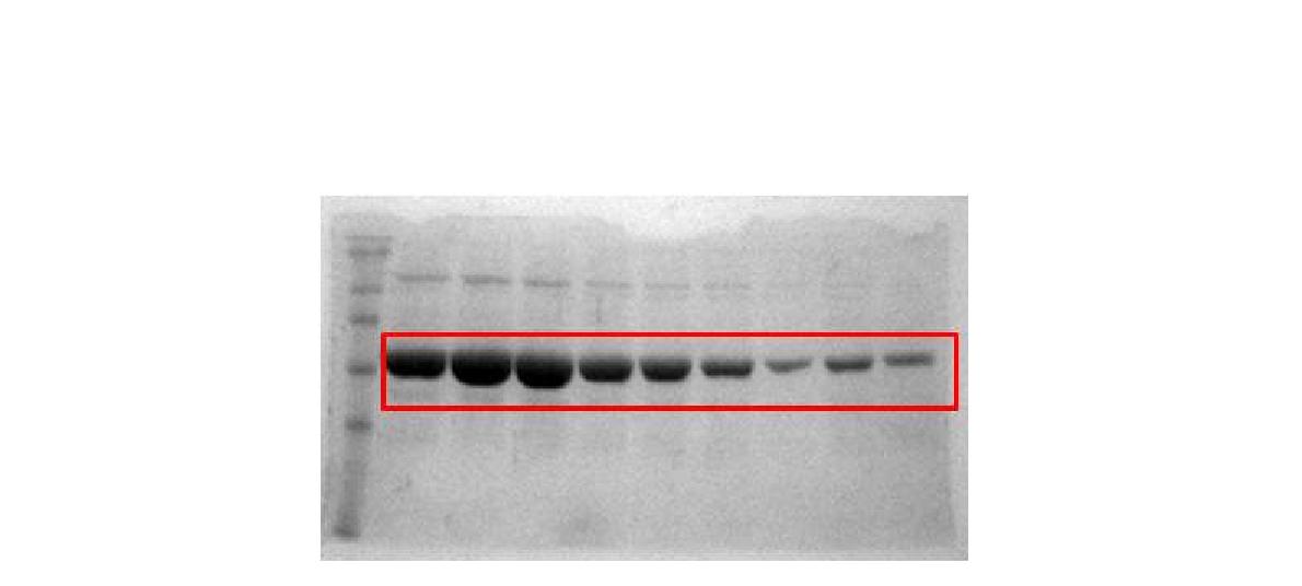 정제된 LacI-STB1 SDS-PAGE gel 분석