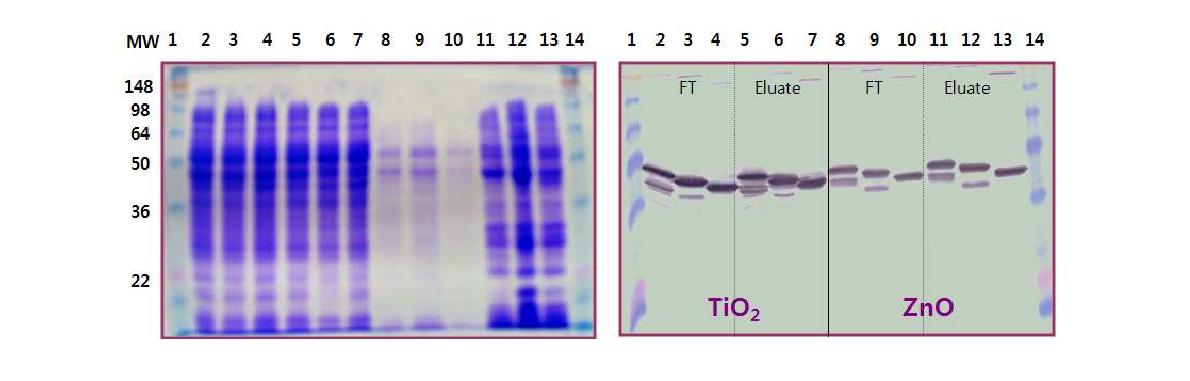 LacI-STB1 융합단백질의 TiO2 및 ZnO에 대한 교차인지능 시험. LacI-STB1, LacI-RSTB1 혹은 LacI-LSTB1과 TiO2 또는 ZnO 나노입자간의 회분식 흡착실험 결과. LacI-STB1의 각 금속산화물 입자에 대한 친화성을 SDS-PAGE