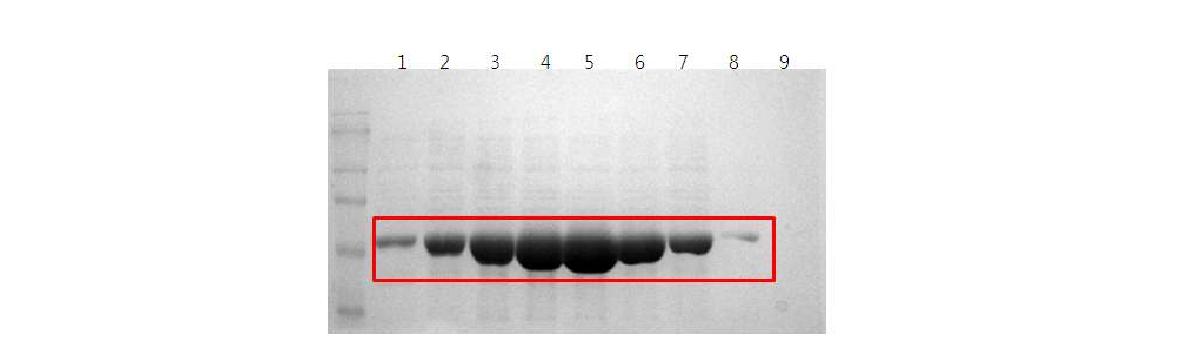 정제된 LacI-RSTB1의 SDS-PAGE gel 분석 결과