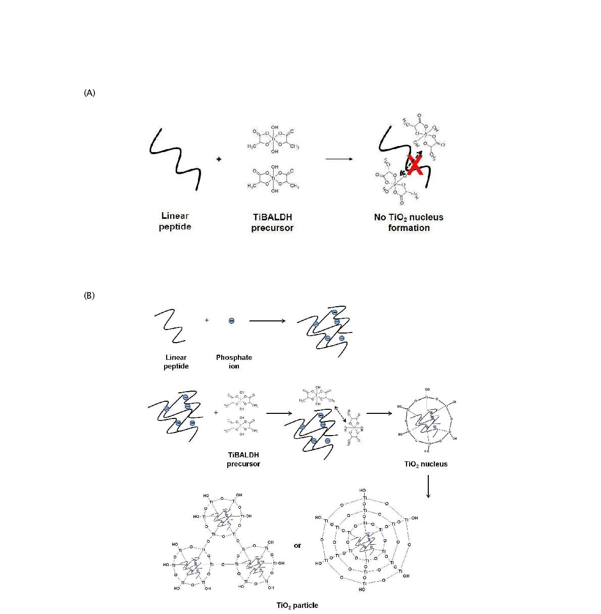 LSTB1을 이용한 TiO2 생물무기질화 반응의 메카니즘 모식도:(a) Phosphate 이온이 없는 상황; (b) phosphate ion이 존재하는 상황