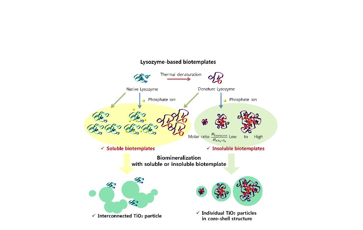 Lysozyme-based biotemplate와 다양한 biotemplate를 기반한 생물무기질화 반응의 모식도