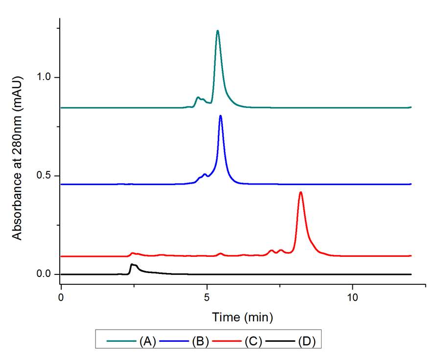 HPLC chromatograms: Native lysozyme in DI water (A) and phosphate buffer (B). Denatured lysozyme in DI water (C) and phosphate buffer (D)