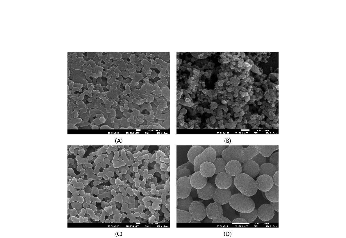 biotemplate-induced titanium dioxides의 SEM 이미지 (A) TiO2 mineralized by native lysozyme in DI water (B) and phosphate buffer (C) TiO2 mineralized by