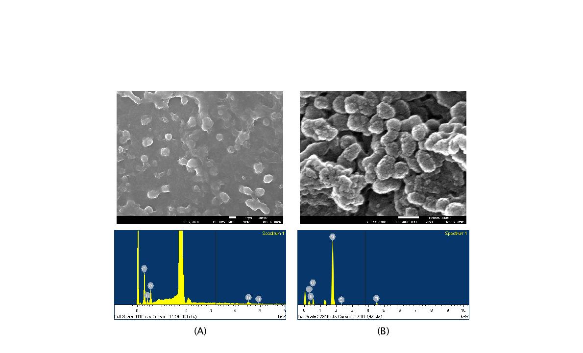 5 mM phosphate buffer조건에서 (A) 0.2mM (B) 1 mM denatured lysozyme을 주형으로 무기질화된 TiO2의 SEM 이미지와 EDS 분석결과.