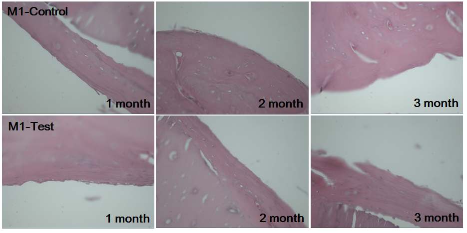 그림 18. Histology of test article implantation sites in rabbits