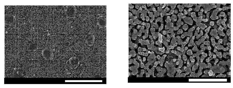 SEM images of the Sample 40AC sintered at 1,100 °C for 3 h ((a): scale bar =50 ㎛ and (b): scale bar = 10 ㎛).