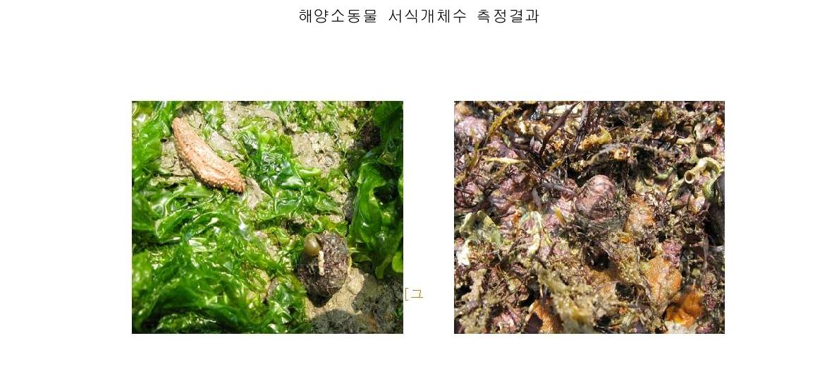 해양소동물 서식 전경 1