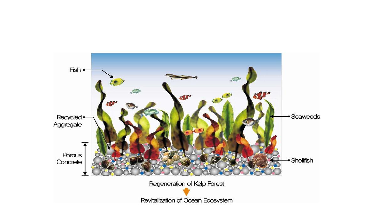 포러스콘크리트의 해양생물 활성화 메커니즘