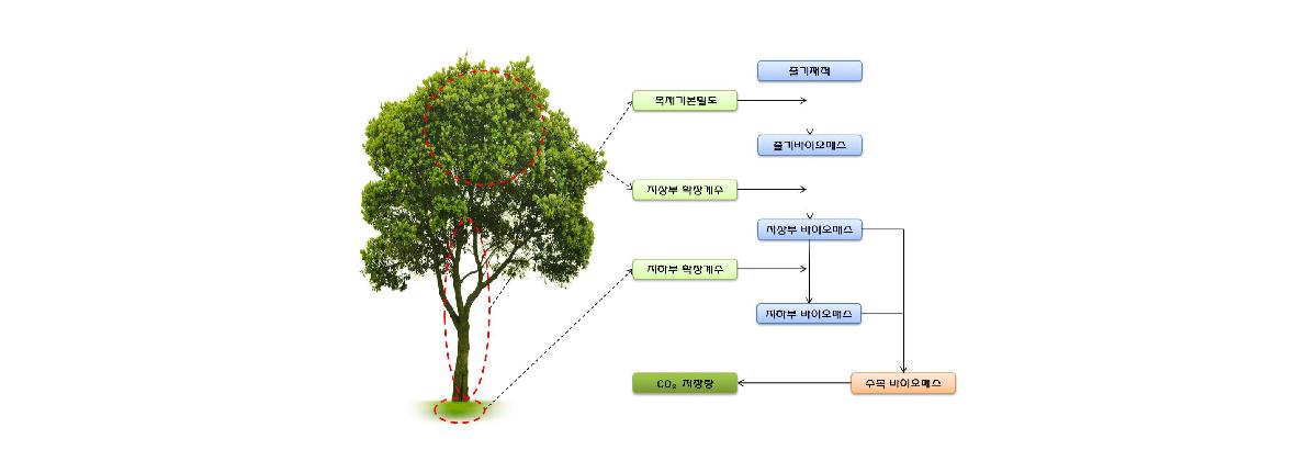 수목의 이산화탄소 고정량 산출 체계