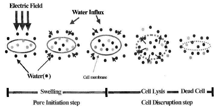 전기장에 의한 미생물 세포막이 파괴(Ruption)되는 단계적 모델
