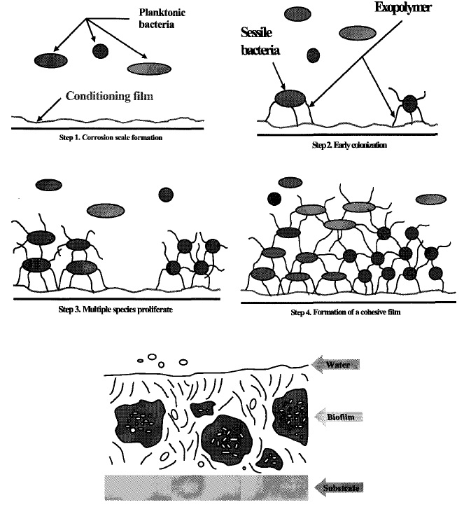 미생물 생성막 형성단계