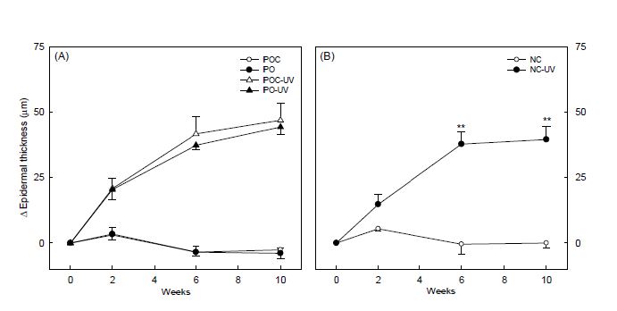 Epidermal thickness of hairless mice treated by oral administration of propolis extract.