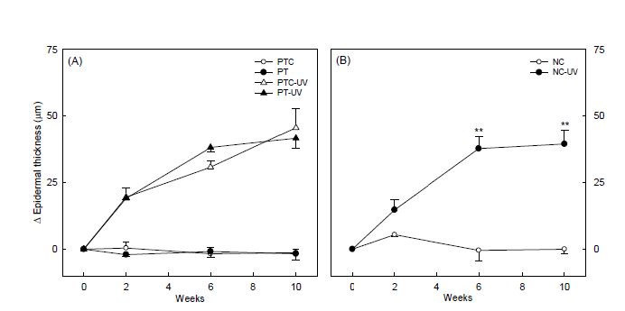 Epidermal thickness of hairless mice treated by topical application of propolis extract.