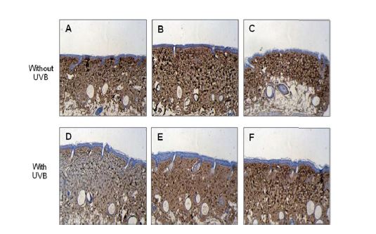 Col I tissue distribution of the mice treated by oral treated propolis extract hairless mouse.