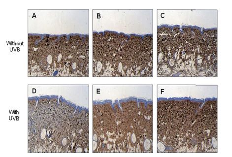 Col I tissue distribution of the mice treated by topical applied propolis extract hairless mouse.