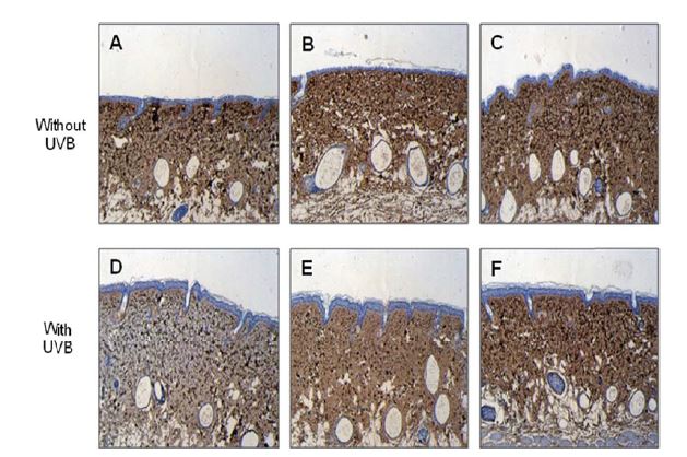 Col I tissue distribution of the mice treated by oral/topical treated propolis extract hairless mouse.