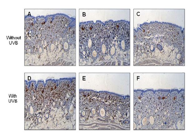 MMP-2 tissue distribution of the mice treated by oral treated propolis extract hairless mouse.