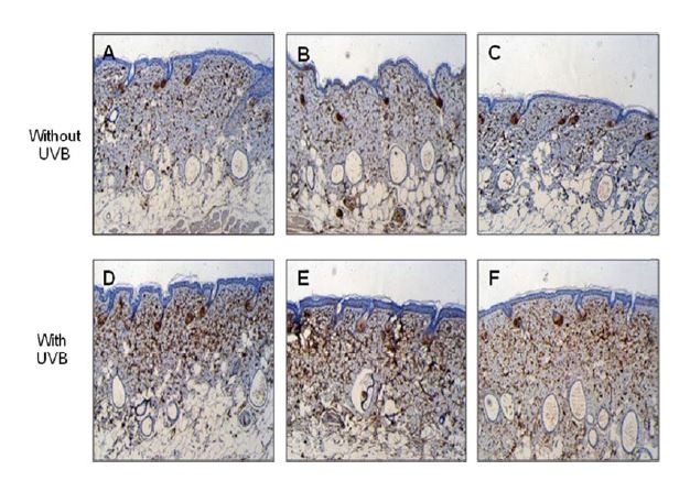 MMP-2 tissue distribution of the mice treated by topical applied propolis extract hairless mouse.