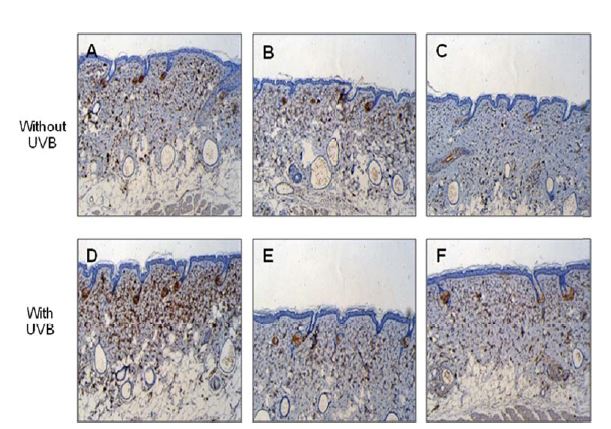 MMP-2 tissue distribution of the mice treated by oral/topical treated propolis extract hairless mouse.