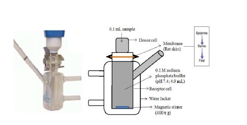 Franz-type diffusion cell model