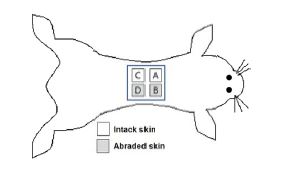 The evaluation on primary skin irritation of propolis ethanolic extracts.