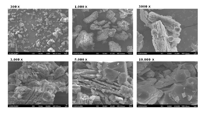 SEM for γ-CD/PE complex (300-10,000ⅹ).