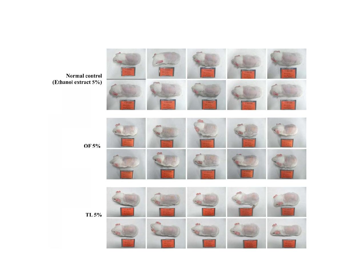 Photographs of guinea pig treated 5% Propolis ethanolic extracts in skin irritation test.