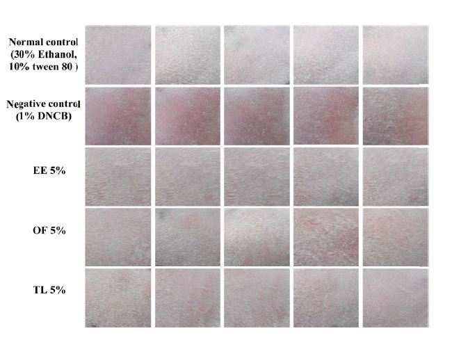 Photographs of guinea pig treated 5% Propolis ethanolic extracts in skin sensitization test.