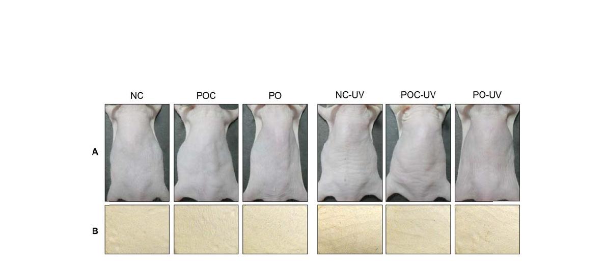 Photographs of dorsal skin and replica of the mice treated by oral administration of propolis extract.