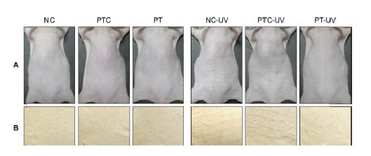 Photographs of dorsal skin and replica of the mice treated by topical application of propolis extract.