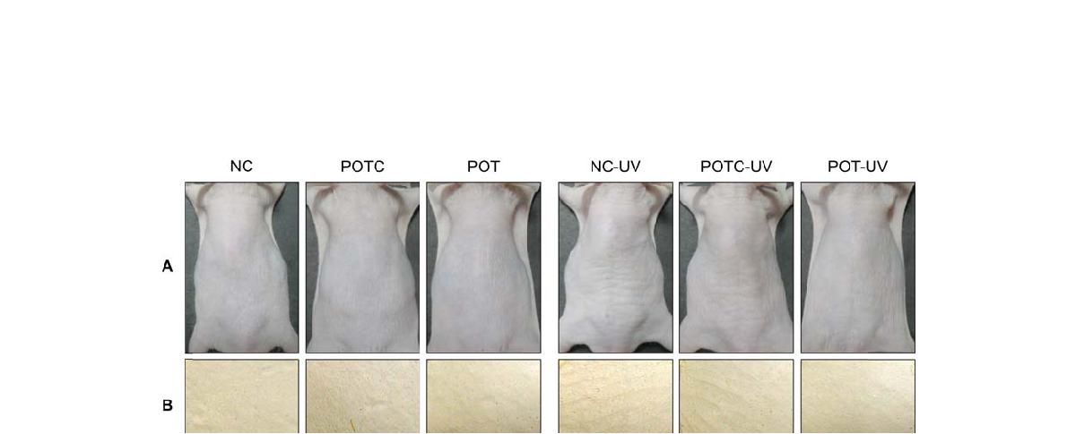 Photographs of dorsal skin and replica of the mice treated by oral /topical administration of propolis extract.