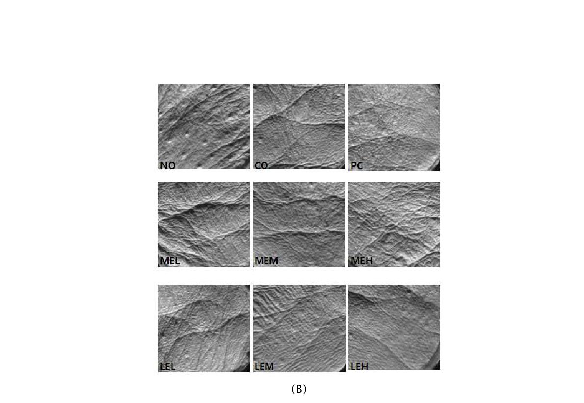 Effect of total wrinkle depth level (A) and comparison in replica images (B) of SKH-1 hairless mice skin. Each value represented the mean±SD of triplicates. Different