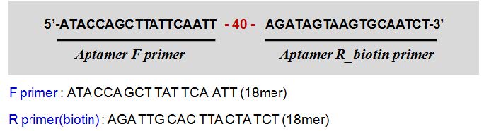 40개의 random 서열을 포함한 앱타머 pool 및 primer 서열