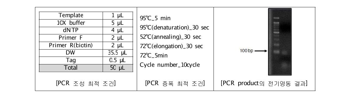 DNA 앱타머 pool 준비의 최적 조건 확립 결과