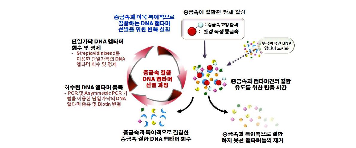 DNA 앱타머 pool 준비의 최적 조건 확립 결과