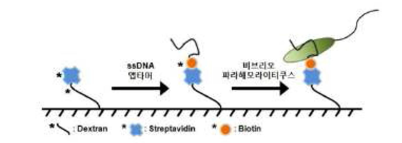 V. parahaemolyticus 검출용 앱타머 센서의 모식도