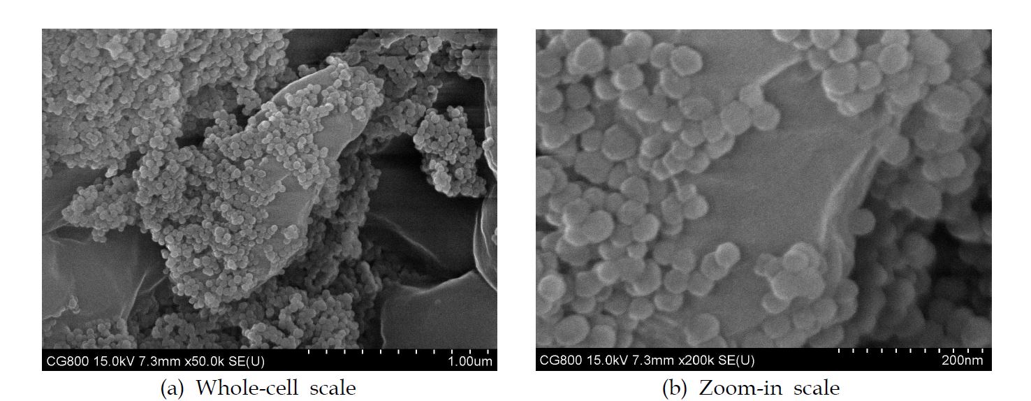 NP로 코팅된 C. glutamicum의 FE-SEM 사진