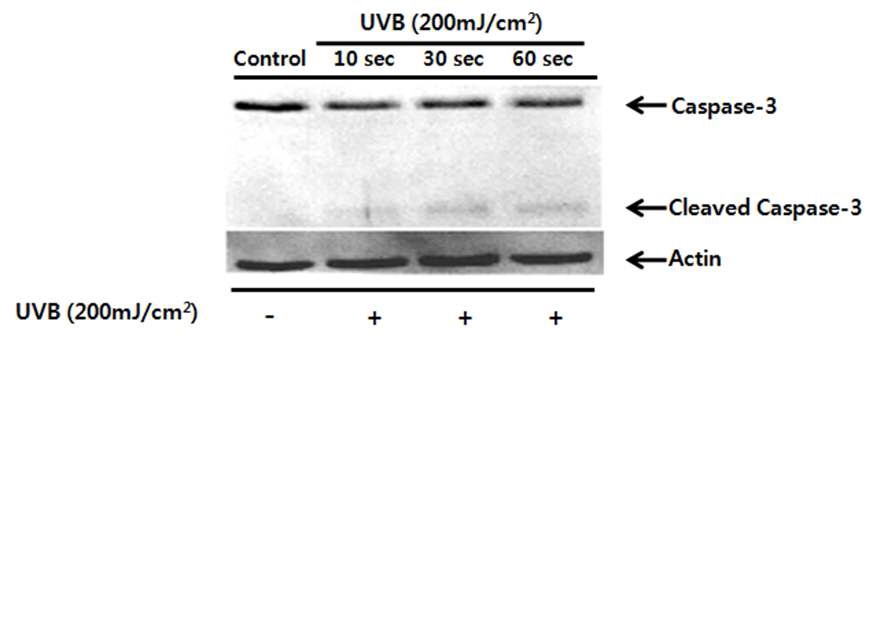 The effects of UVB on Caspase-3 protein cleavage in HaCaT cells. HaCaT cells were sham