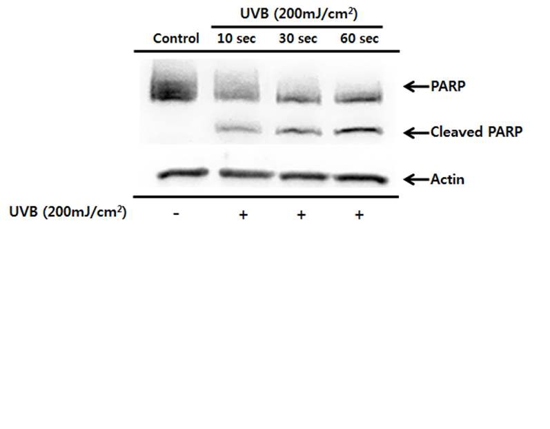 The effects of UVB on PARP protein cleavage in HaCaT cells. HaCaT cells were sham irradiated or irradiated with different time (10, 30, 60sec) of UVB (200mJ/cm2), harvested after 6 hr