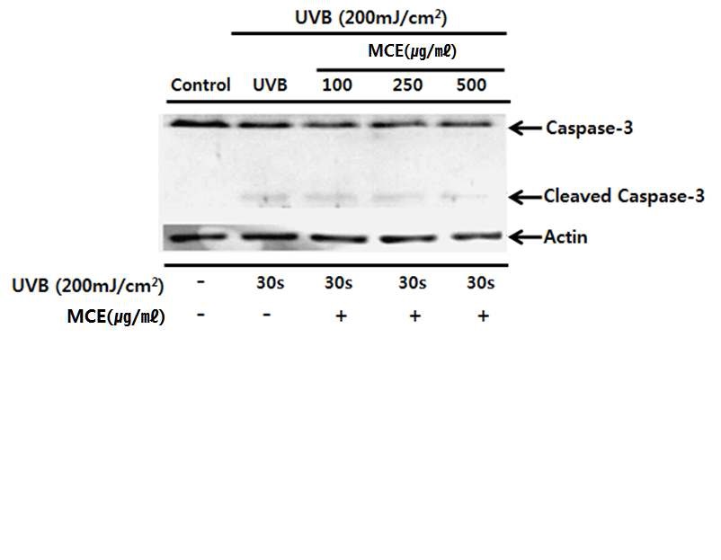 The effects of MCE on Caspase-3 protein cleavage in UVB irradiated HaCaT cells. HaCaT cells were sham irradiated or irradiated with UVB (200mJ/cm2) for 30sec, harvested after 6 hr of
