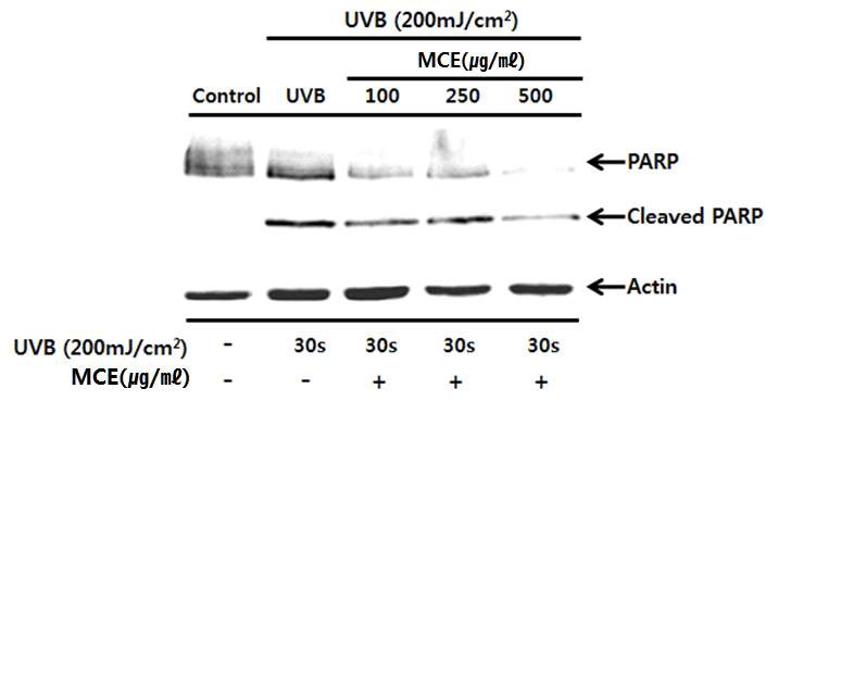 The effects of MCE on PARP protein cleavage in UVB-irradiated HaCaT cells. HaCaT cells were sham irradiated or irradiated with UVB (200mJ/cm2) for 30 sec, harvested after 6 hr of