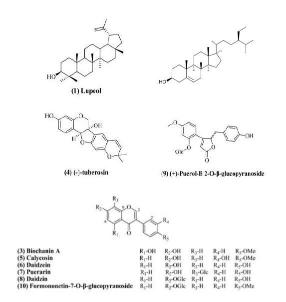 Structure of isolated compounds from root of Pueraria thunbergiana. (1) Lupeol (2) β-Sitosterol (3) Biochanin A (4) (-)-Tuberosin (5) Calycosin (6) Daidzein (7) Puerarin