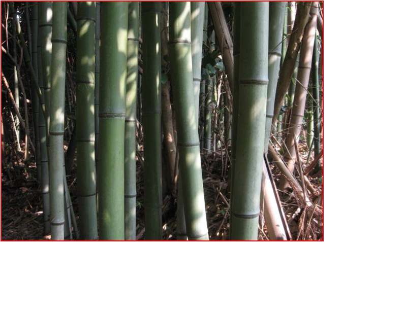 The picture of Phyllostachys bambusoides