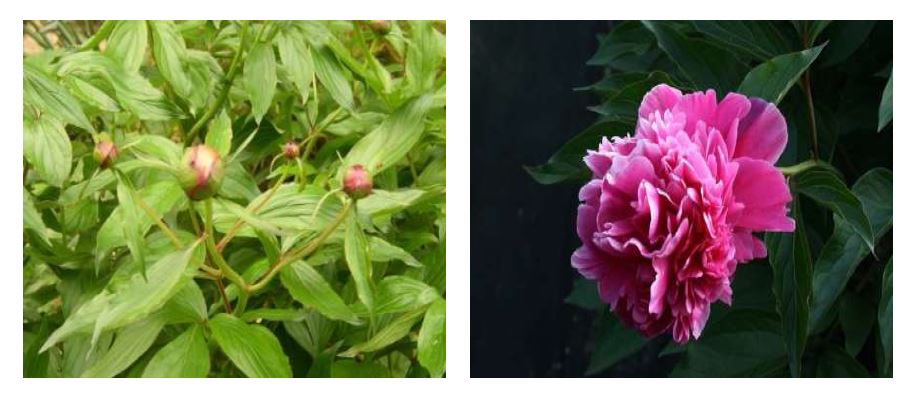 The picture of Peonia lactiflora