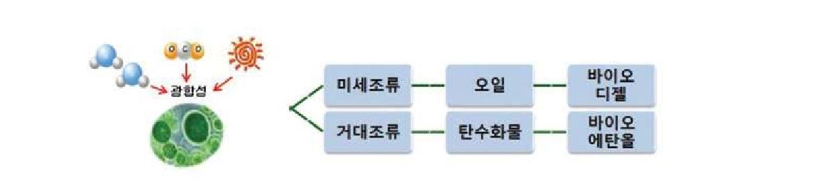 조류의 종류에 따른 생성물질