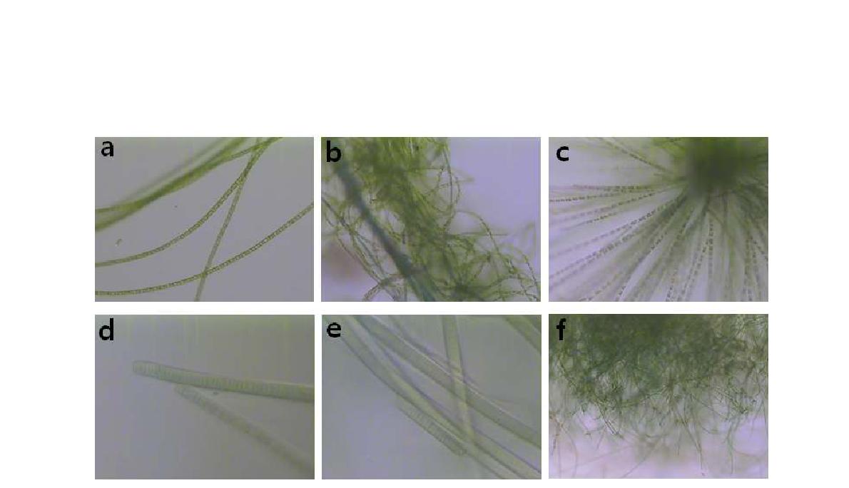 Chaetophora sp.(a, b, c)와 Oscillatoria sp.(d, e, f)